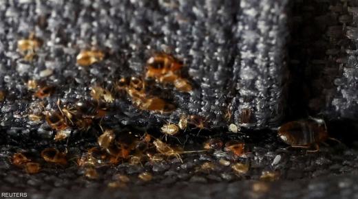 إجراءات وقائية مشدد من قبل الحكومة الفرنسية بسبب انتشار حشرات البق