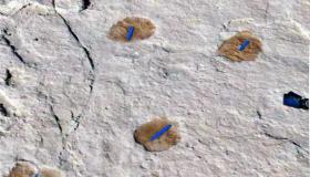 من بينها آثار أقدام لبشر وفيلة.. هيئة التراث تعلن عن كشف أثري يعود لأكثر من 120 ألف سنة