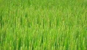 الحكومة المصرية تتوعد المزارعين المخالفين لقرار حظر زراعة محصول الأرز