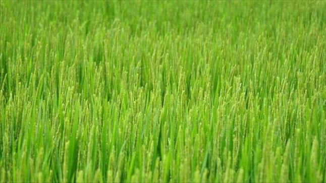 الحكومة المصرية تتوعد المزارعين المخالفين لقرار حظر زراعة محصول الأرز