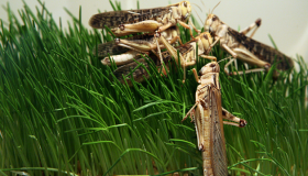 تفسير حلم الجراد في المنام