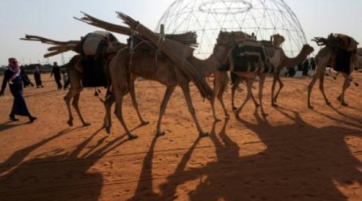 55 مليون دولار حصيلة جوائز مهرجان الملك عبد العزيز للإبل المقام في المملكة العربية السعودية