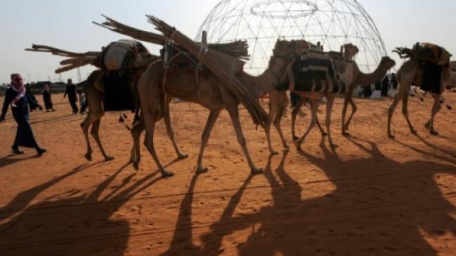 55 مليون دولار حصيلة جوائز مهرجان الملك عبد العزيز للإبل المقام في المملكة العربية السعودية