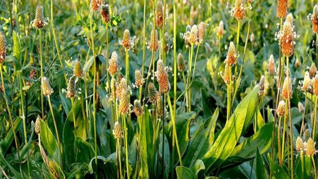 أنواع عشب لسان الحمل وفوائده للصحة