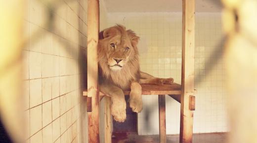 كورونا تُصيب أربعة أسود في سنغافورة