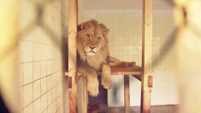 كورونا تُصيب أربعة أسود في سنغافورة