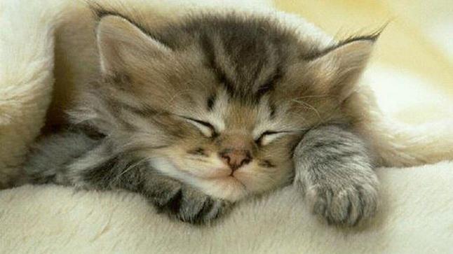 تفسير حلم رؤية القطط في المنام