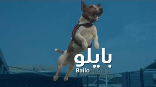 “الجمارك” تنشر فيديو للكلب “بايلو” المدرب للكشف عن المصابين بفيروس كورونا في المنافذ