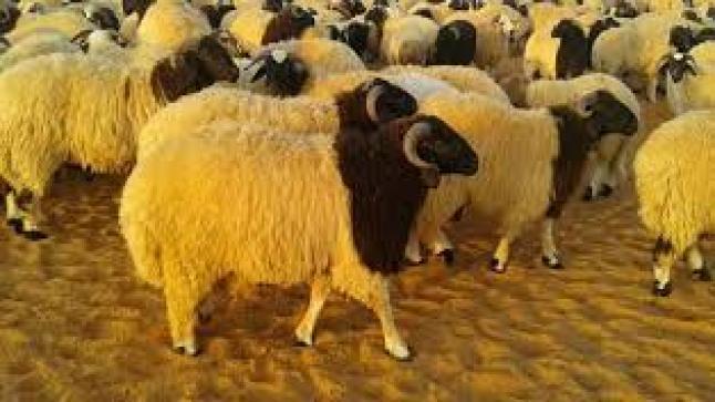 مصدر الأمراض حيوانية وكيفية علاجها والوقاية منها