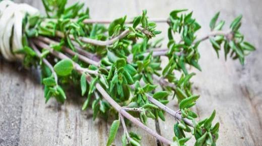 فوائد وأضرار الزعتر