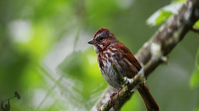 عشرات الأصوات الطبيعية تودع كوكب الأرض نهائيا