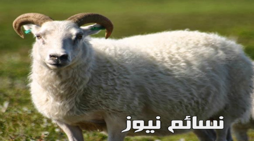 حكم الاضحية .. تعريفها ومسائل قبل عيد الاضحى المبارك مع الشروط
