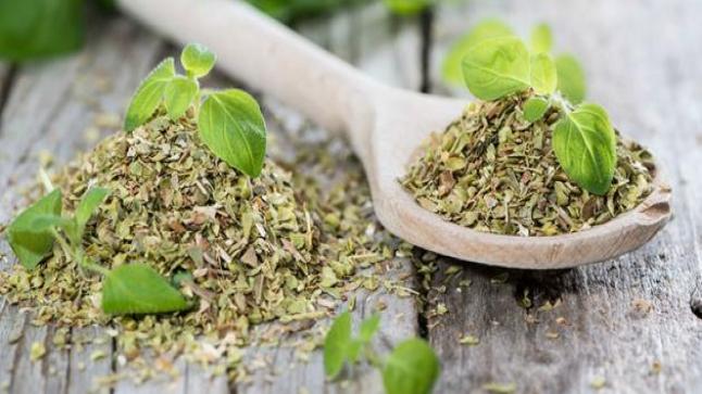 البردقوش في الطب النبوي وفائدته الصحية