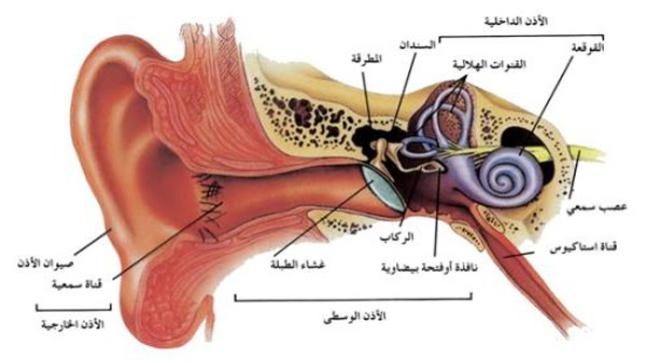 الأذن الداخلية | التهابها وأعراضه وأسبابه وكيفية العلاج