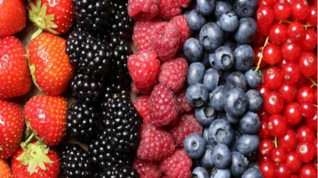 التوت أنواعه وفوائده