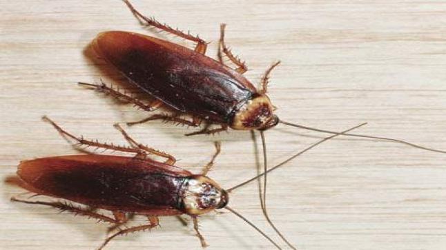 إكتشاف نوعية بلورات في أمعاء الصرارير قد تنتج ألبانا للإستهلاك