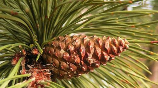 فوائد وأضرار الصنوبر