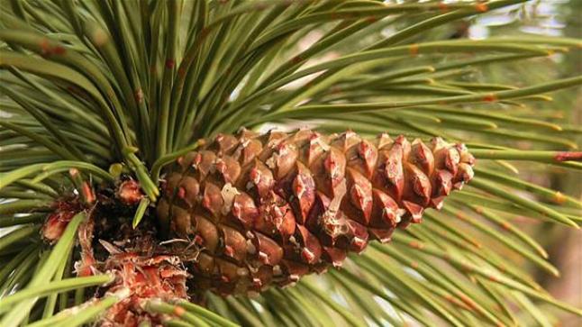 فوائد وأضرار الصنوبر