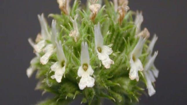 الفرسيون الأبيض وفوائده