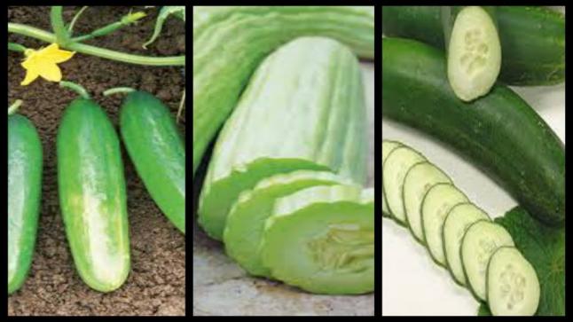 القثاء والعديد من الفوائد والفيتامينات