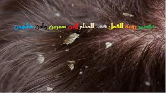 تفسير رؤية القمل في المنام لابن شاهين