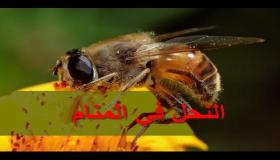 تفسير رؤية النحل في المنام لابن سيرين