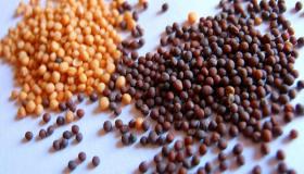 بذور الفجل وفوائده وفوائد زيت بذور الفجل