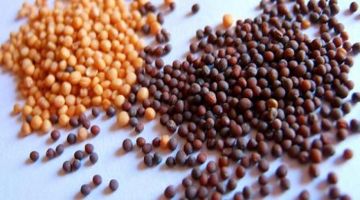 بذور الفجل وفوائده وفوائد زيت بذور الفجل