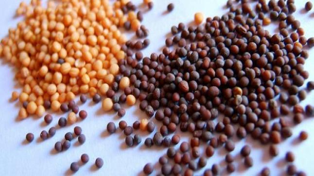 بذور الفجل وفوائده وفوائد زيت بذور الفجل