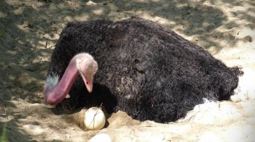 بيض النعام وفوائده الصحية