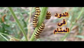تفسير حلم الديدان في المنام ومعناه ودلالاته