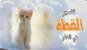 تفسير حلم القطط