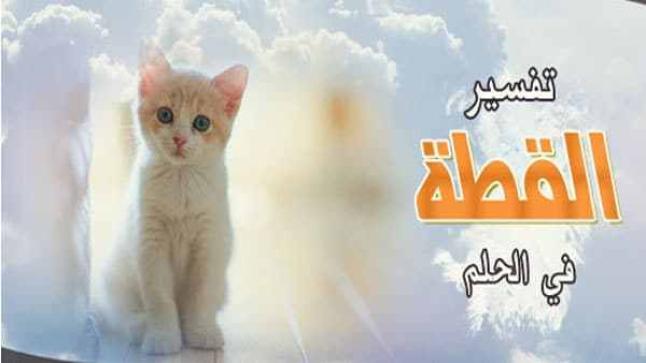 تفسير حلم القطط