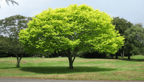 تفسير حلم الأشجار في المنام