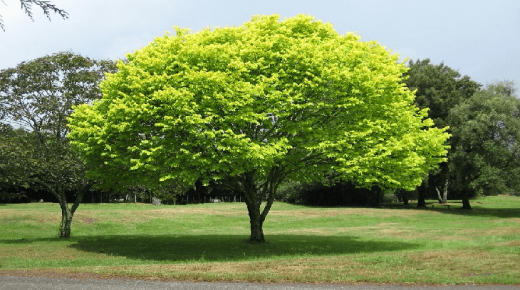 تفسير حلم الأشجار في المنام