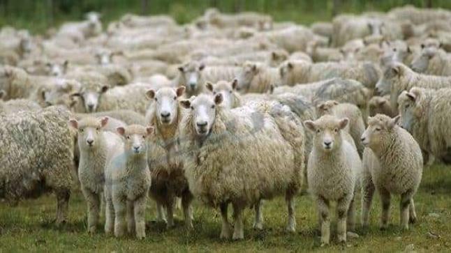 تفسير حلم ذبح الأضحية في المنام