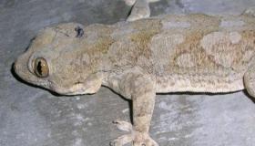 تفسير حلم البرص في المنام