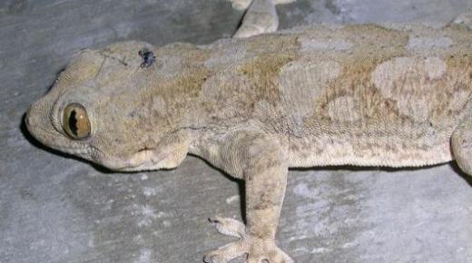 تفسير حلم البرص في المنام