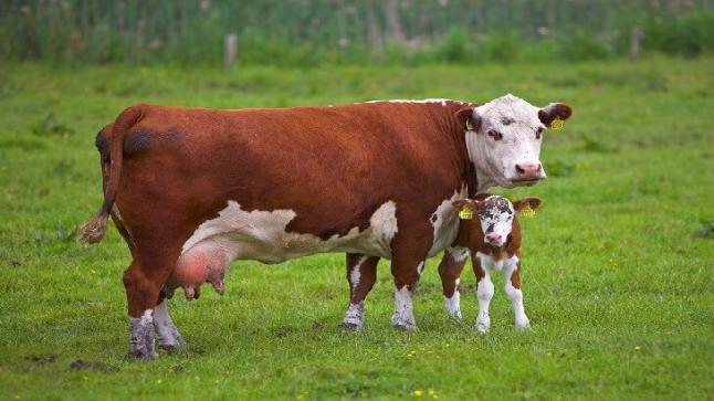 تفسير حلم البقرة في المنام بالتفصيل لابن سيرين والنابلسي