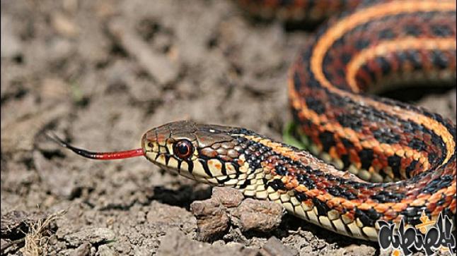 تفسير حلم الثعبان في المنام