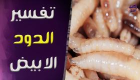 تفسير حلم الدود الأبيض في المنام