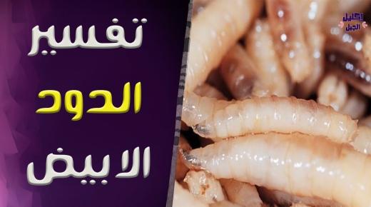 تفسير حلم الدود الأبيض في المنام