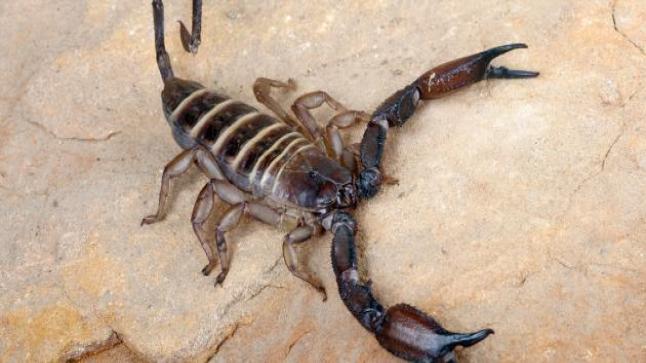 تفسير حلم العقرب في المنام