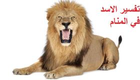 تفسير حلم رؤية الأسد في المنام