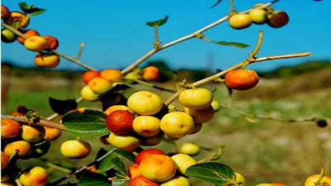 تفسير حلم رؤية النبق في المنام