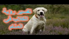 تفسير حلم رؤيا الكلب في المنام