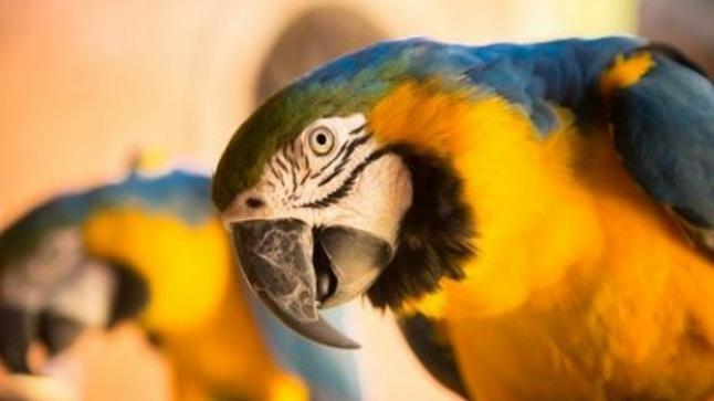 تفسير حلم رؤية الببغاء في المنام