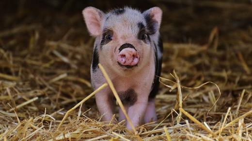 تفسير رؤية الخنزير في المنام بالتفصيل لابن سيرين