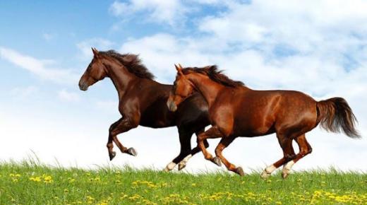 تفسير حلم رؤية الخيل في المنام