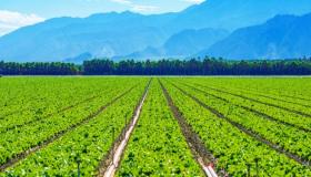 تفسير رؤية الزرع في المنام لابن سيرين